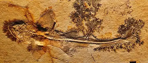 Fossile d'Heterodontus falcifer