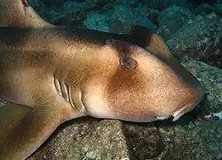 Requin dormeur à crête (Heterodontus galeatus)