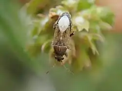 Heterogaster artemisiae, France.