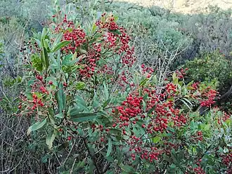 Description de l'image Heteromeles arbutifolia 03.jpg.