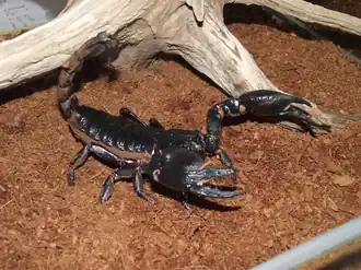 Description de l'image Heterometrus-petersi-001.png.