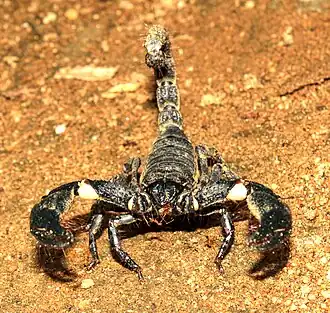 Description de cette image, également commentée ci-après