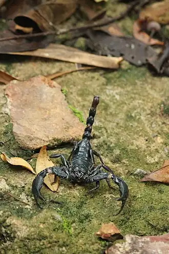 Description de l'image Heterometrus cimrmani 52651652.jpg.