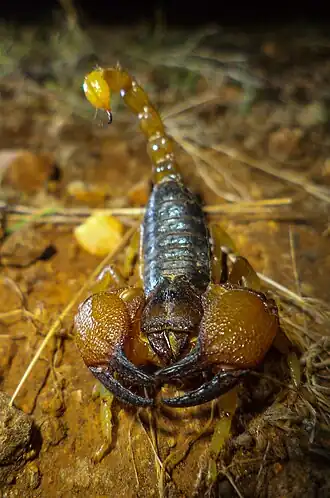 Description de l'image Heterometrus xanthopus2.jpg.