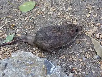 Description de l'image Heteromys salvini.jpg.