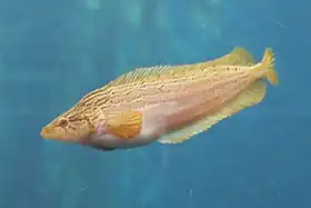 Heterostichus rostratus, un Clinidae.