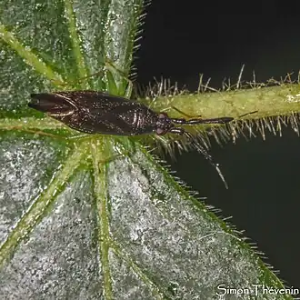 Description de cette image, également commentée ci-après