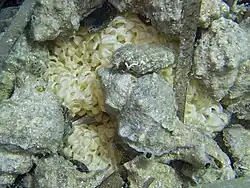 Œufs d'Hexaplex trunculus.