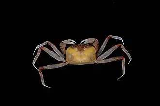 Description de l'image Hexapodidae (MNHN-IU-2013-1704).jpeg.