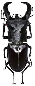 Hexarthrius rhinoceros chaudoiri (Deyrolle, 1864).