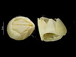 Hexelasma globosum (Bathylasmatidae).