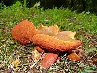 Description de cette image, également commentée ci-après