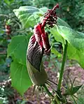 Hibiscadelphus giffardianus : une fleur
