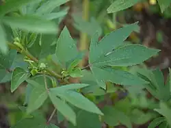 Feuille palmatilobée.