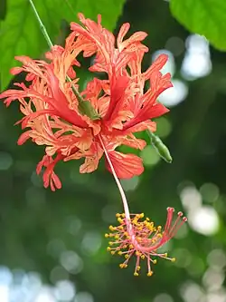 Hibiscus schizopetalus.
