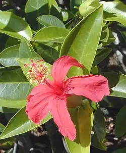 Hibiscus clayi.