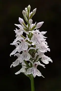 L'orchis tacheté.