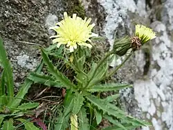 Épervière à feuilles de chicorée dans les Spitzkoepfe.