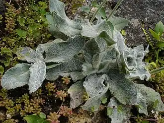 Description de l'image Hieracium lanatum2.jpg.