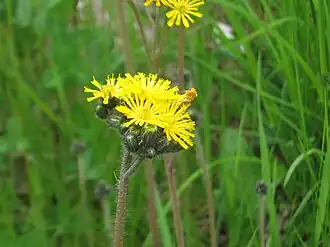 Description de l'image Hieracium pratense 4973.jpg.