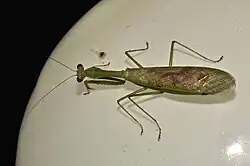 Mante géante asiatique hierodula