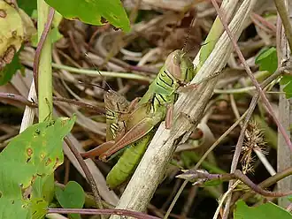 Description de cette image, également commentée ci-après