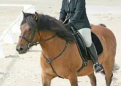 Vue de trois quarts d'un poney gras de couleur marron fauve et noir.
