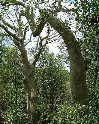 Description de cette image, également commentée ci-après