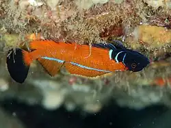 Springerichthys bapturus