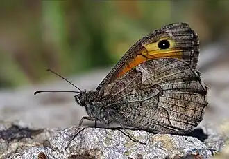 Description de l'image Hipparchia mersina - Mersin grayling.JPG.