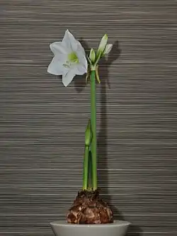 Cultivar d'Hippeastrum au feuillage légèrement différé