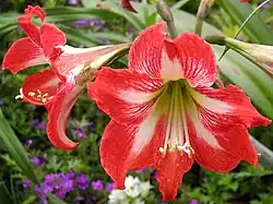 Hippeastrum × johnsonii.
