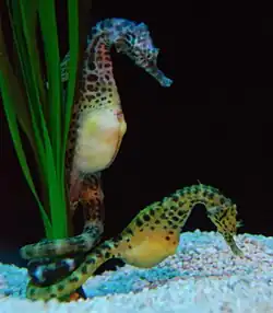 Hippocampes maintenus par la queue.