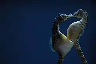 Accouplement d'Hippocampus abdominalis. Le mâle est à gauche.