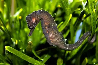 Hippocampus capensis