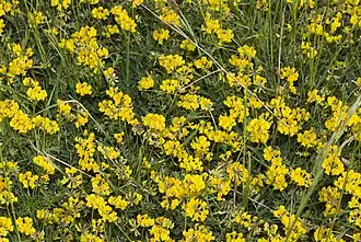 Hippocrépide à toupet.