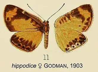 Description de l'image HippodiceGodman1903OD.jpg.