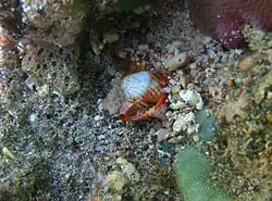 Hipponix conicus parasitant une Mitra cucumerina