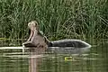 Hippopotamus amphibius