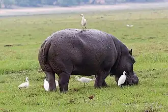 Héron garde-bœufs perché sur un hippopotame au Botswana.