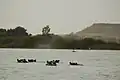Hippopotames dans le fleuve Niger au sud de Kouré.