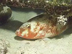 Exemple de livrée terminale (mâle)