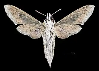 Hippotion celerio Revers de la femelle (coll.MHNT).