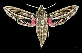 Hippotion celerio Face dorsale du mâle (coll.MHNT).