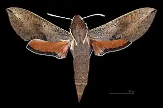 Hippotion scrofa Face dorsale de la femelle (coll.MHNT)