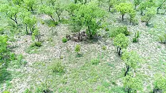 Hippotragues(Hippotragus_equinus) à Dassari