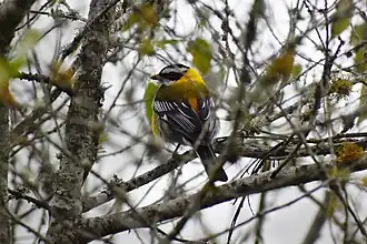 Description de l'image Hispaniolan Spindalis, Kenscoff, Haiti 1.jpg.