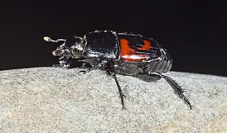 Description de cette image, également commentée ci-après