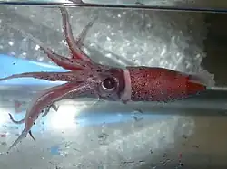 Histioteuthis reversa