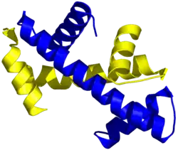 Structure tridimensionnelle de deux domaines histone-fold associés selon le motif de la poignée de main